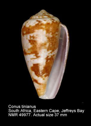 Conus tinianus.jpg - Conus tinianusHwass,1792